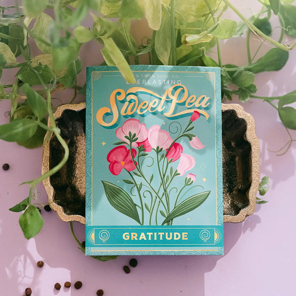Everlasting Sweet Pea Seeds
