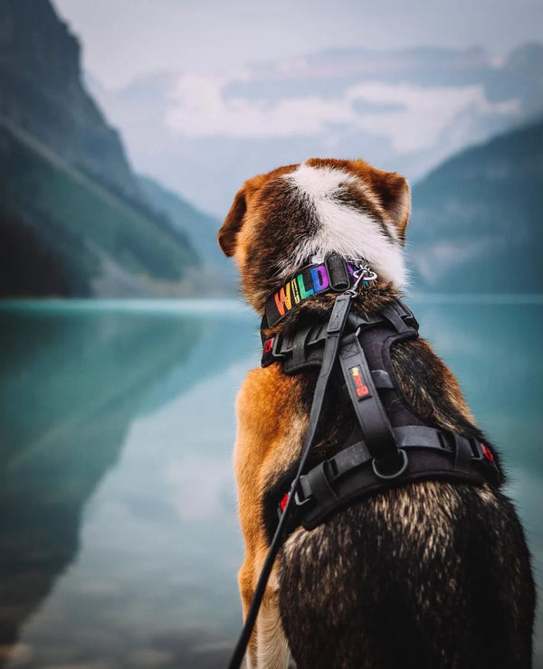 Smellydogz Harness